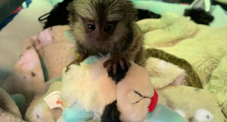 Google Approved Diaper Trained Capuchin & Marmoset Monkey.