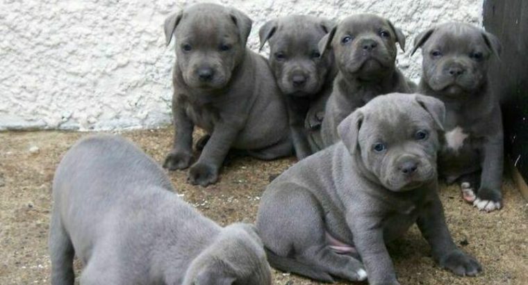 Blue Staffordshire Bull Terrier Puppies